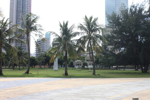 城市中的棕榈树公园景观