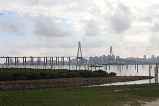城市桥梁与河畔风景