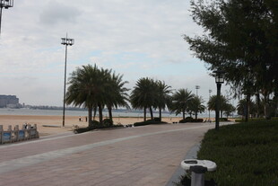 海滨步道旁的绿树景观