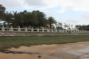 海边围栏与棕榈树景观