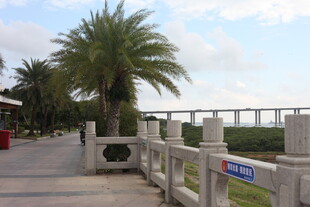 海滨步道旁的棕榈树与栏杆