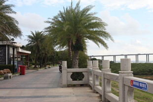 海滨步道旁的棕榈树景观