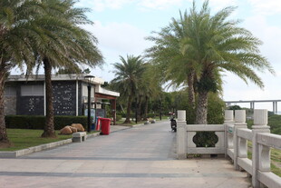 海滨步道旁的棕榈树景观