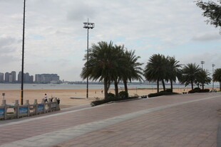 海滨步道旁的棕榈树景观