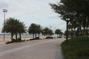 海滨步道旁的绿树景观