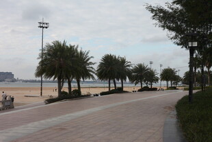 海滨步道旁的葱郁棕榈树