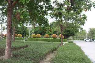 城市街边绿意盎然的景致