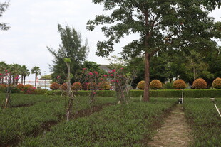 田园风光中的绿植与小径