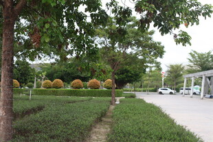 绿意盎然的街道旁景观