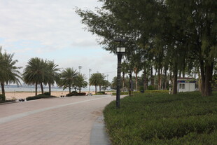 海滨林荫步道风景