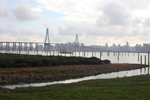 城市河畔桥梁远景风光