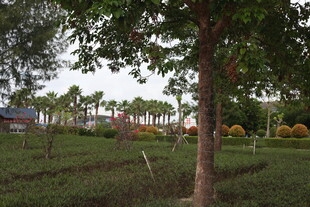 户外绿树草地景观