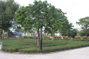 城市街边绿意盎然的树木