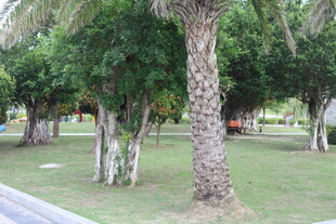 公园内葱郁树木与草地