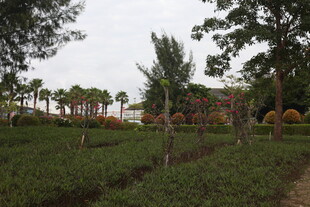 田园风光中的绿植与树木