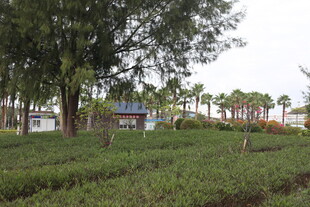 户外绿意盎然的自然场景