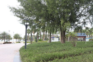 公园林荫小道绿意景致