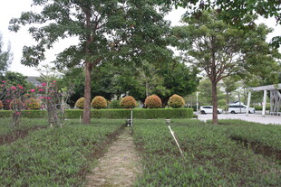 园林小径旁的绿植景观