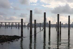 水边林立木桩与远处桥梁