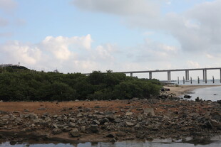 江边风景与远处桥梁景观