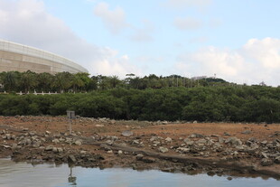 水边树林与远处建筑景观