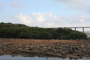 河畔风景与远处桥梁