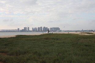 海滨草地远眺城市天际线