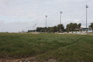 开阔草地旁的户外场景