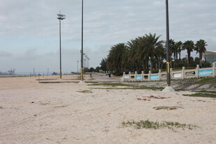 空旷沙滩与远处棕榈树