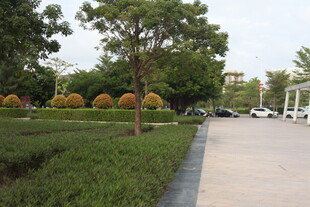 城市街边的绿植景观