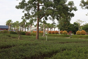 绿意盎然的园林景观