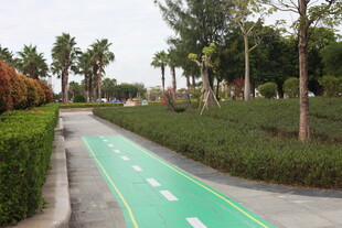 城市中的绿色骑行步道