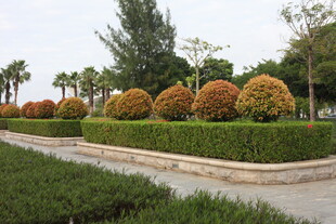 精致园林景观绿植造型