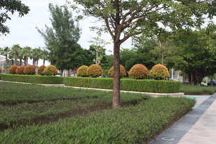 城市公园绿意盎然景观