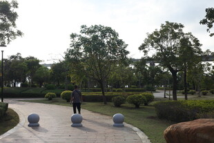 公园中的宁静步道景观