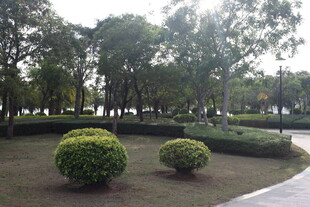 公园内的绿植景观