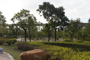 城市公园绿意盎然景观