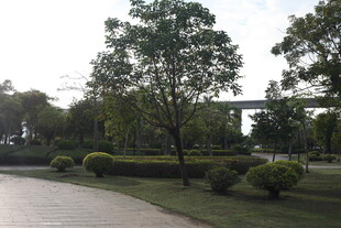 城市中的静谧绿化景观