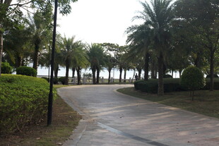 海滨林荫步道景观