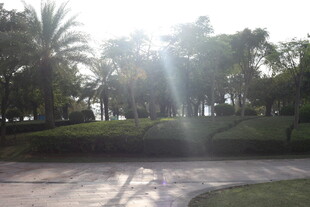 阳光照耀下的园林景观