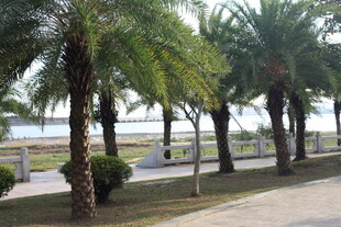 海滨棕榈树旁的步道