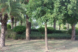 绿树成荫的静谧林间小道