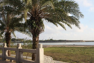 湖畔棕榈与白色围栏景致