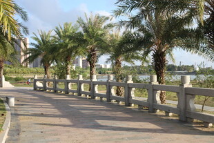 海滨棕榈小道风景