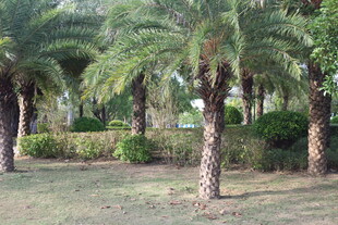 户外棕榈树景观