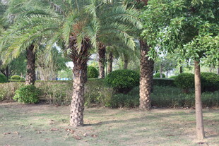 户外棕榈树林景观