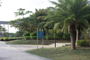 户外道路旁的绿植景观