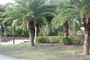 户外棕榈树景观