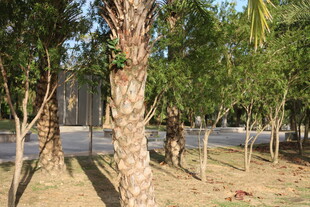 林荫小道旁的挺拔树木