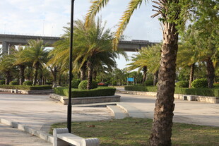 城市公园中的绿植与步道